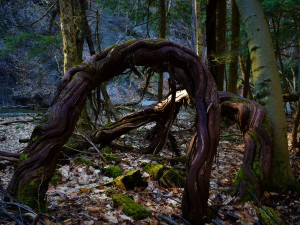 Dancing vines2